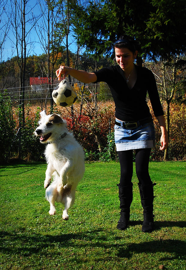 Hund-Kopfball-Training