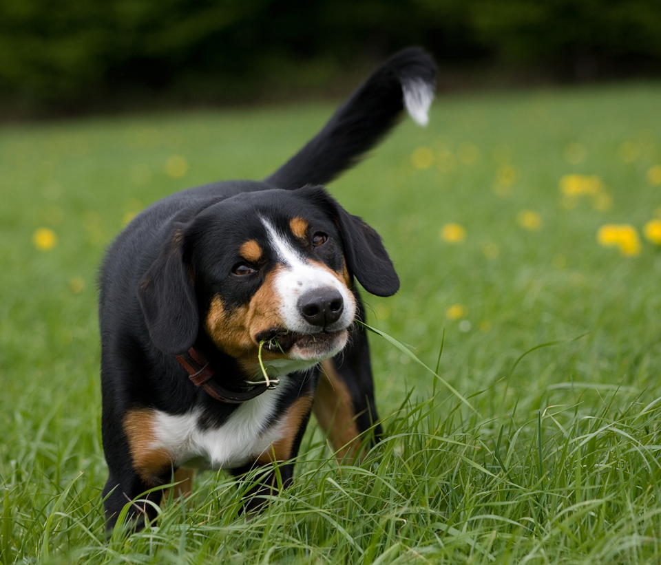 Hund, Kuh oder doch Ziege?