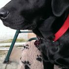 Hund Labrador