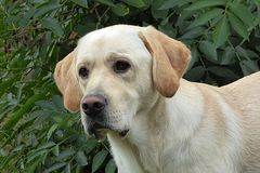 Hund - Labrador