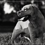 Hund - Labrador - Schwarzweiß