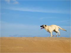 Hund läuft am Strand