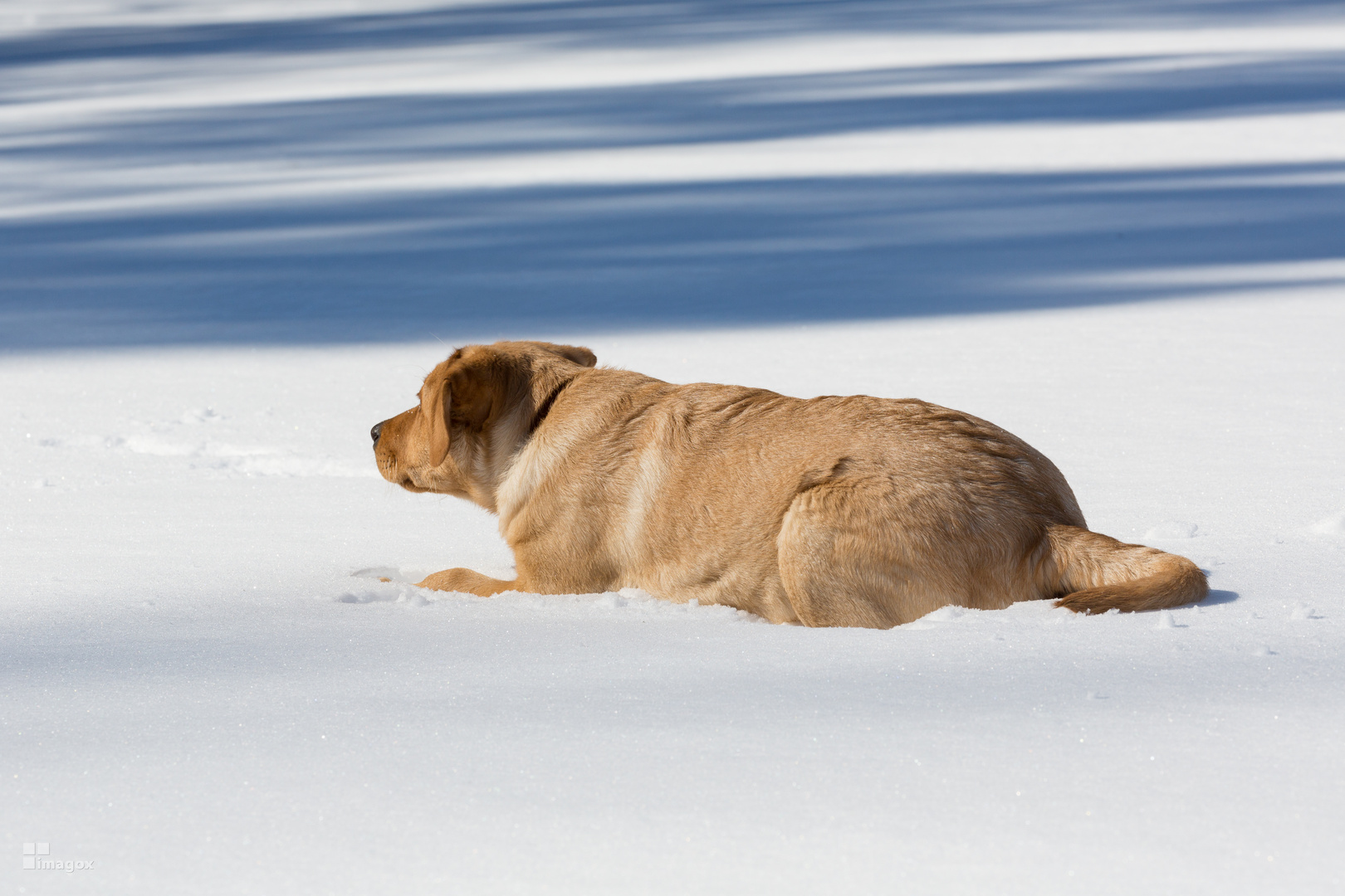 Hund lauert im Schnee