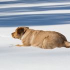 Hund lauert im Schnee