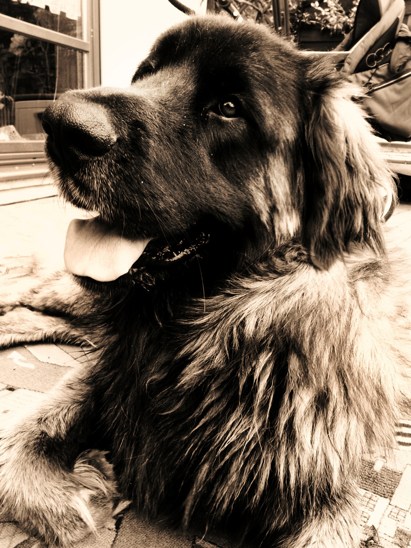 Hund - Leonberger