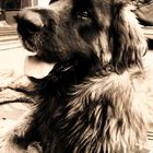 Hund - Leonberger