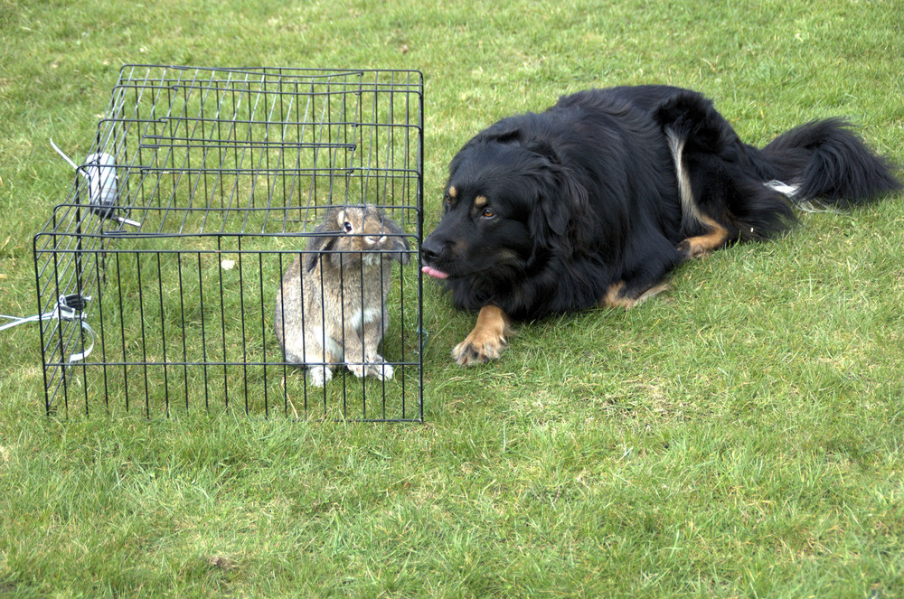 Hund liebt Kaninchen