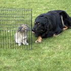 Hund liebt Kaninchen
