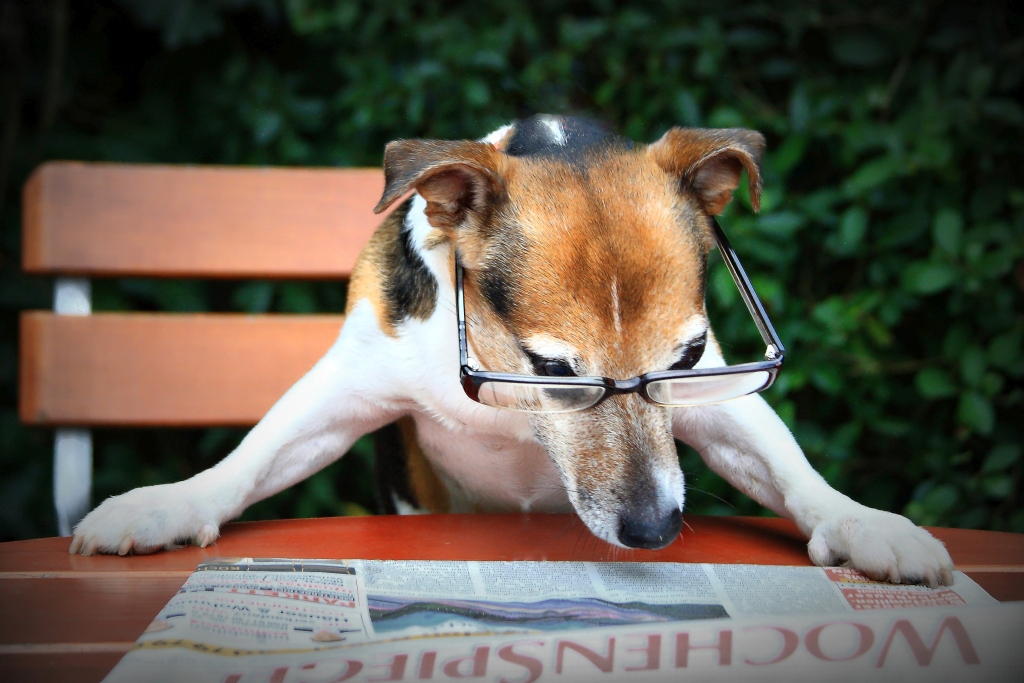 Hund liest Zeitung