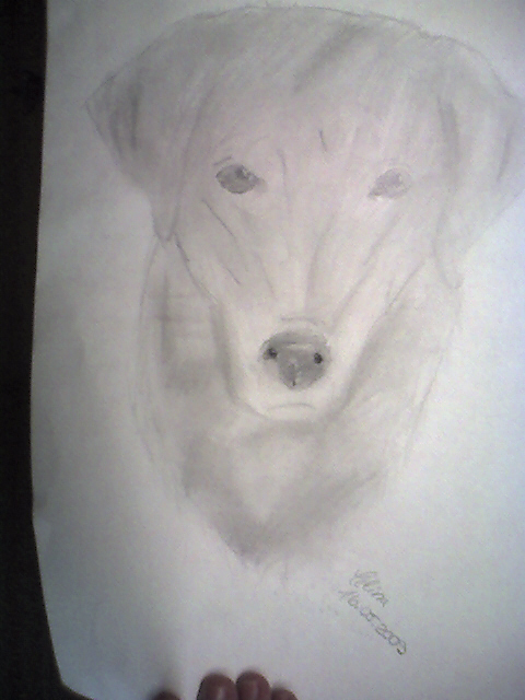 Hund Luna gemalt