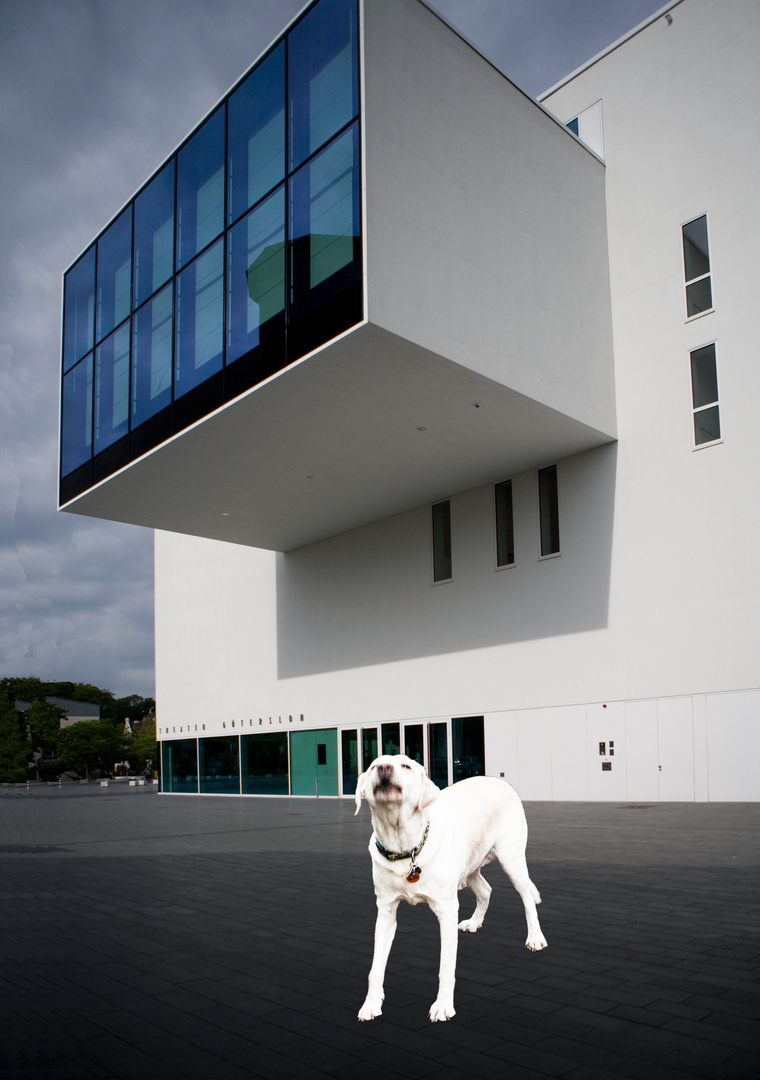 Hund macht Theater vor den Theater