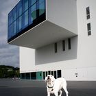 Hund macht Theater vor den Theater