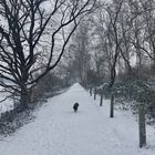 Hund mag im Winter nicht von Schwänen gestört werden!