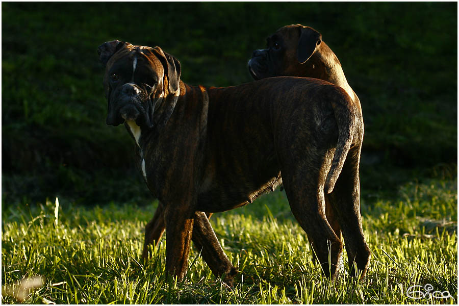 hund mit 2 köpfen Foto & Bild | tiere, haustiere, hunde Bilder auf fotocommunity