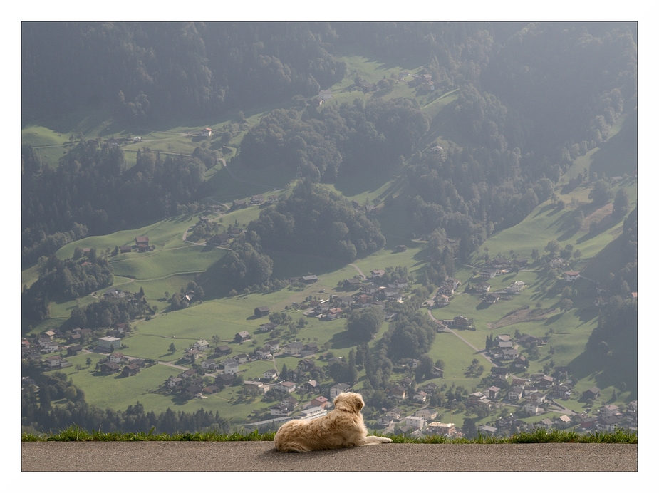 Hund mit Aussicht