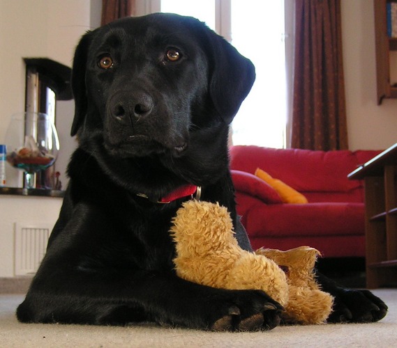 Hund mit Bärchen