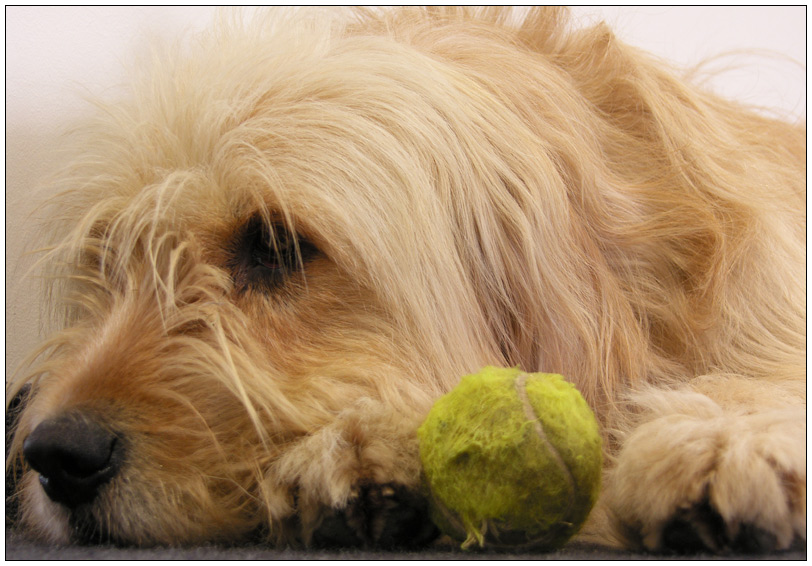 hund mit ball