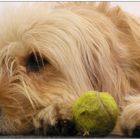 hund mit ball