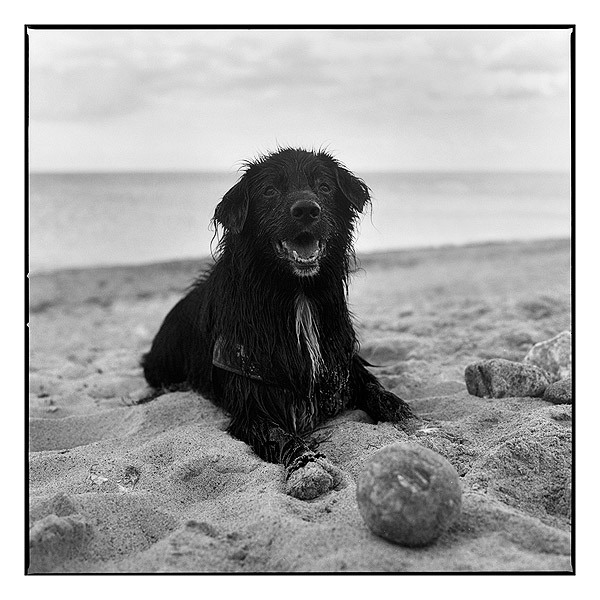 Hund mit Ball