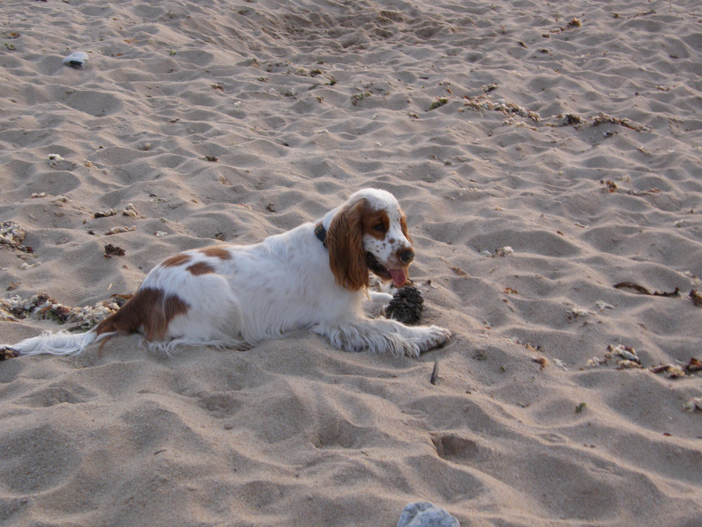 Hund mit Beute am Meer