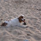 Hund mit Beute am Meer