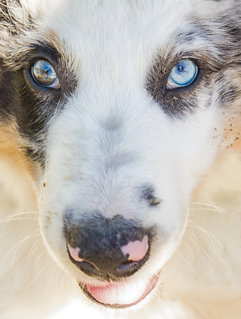 Hund mit blauen Augen