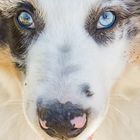 Hund mit blauen Augen