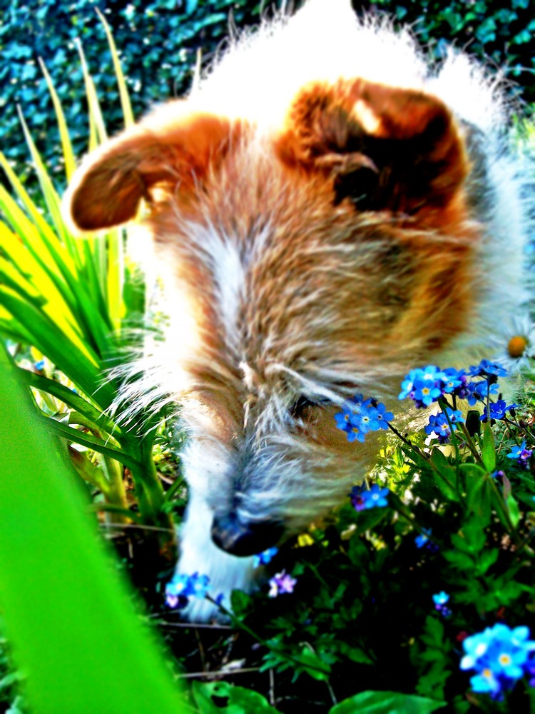 Hund mit Blumen