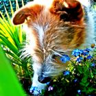 Hund mit Blumen