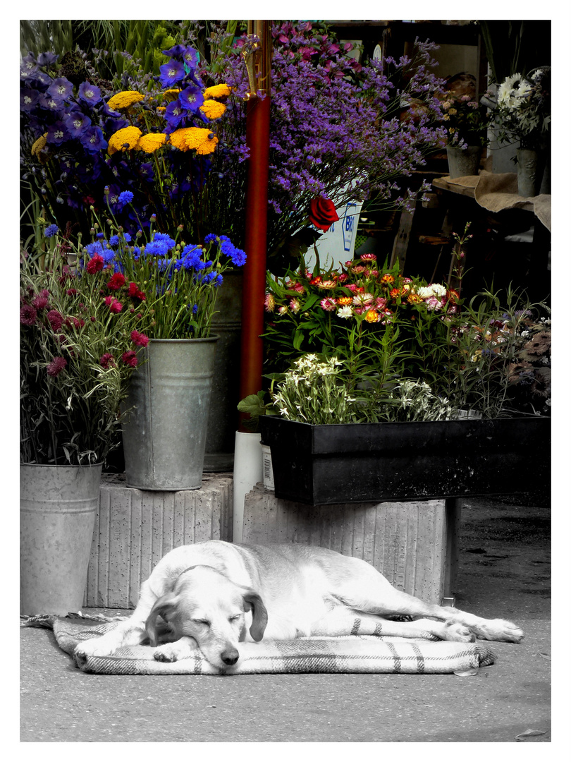 Hund mit Blumen