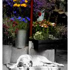 Hund mit Blumen