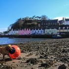 Hund mit Boje in Portree