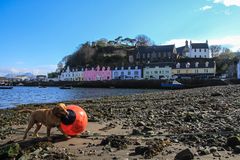 Hund mit Boje in Portree