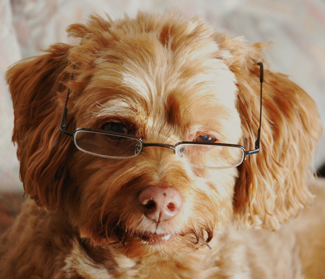 Hund mit Brille.