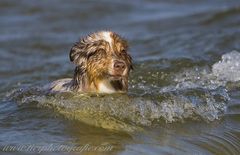 Hund mit Bugwelle