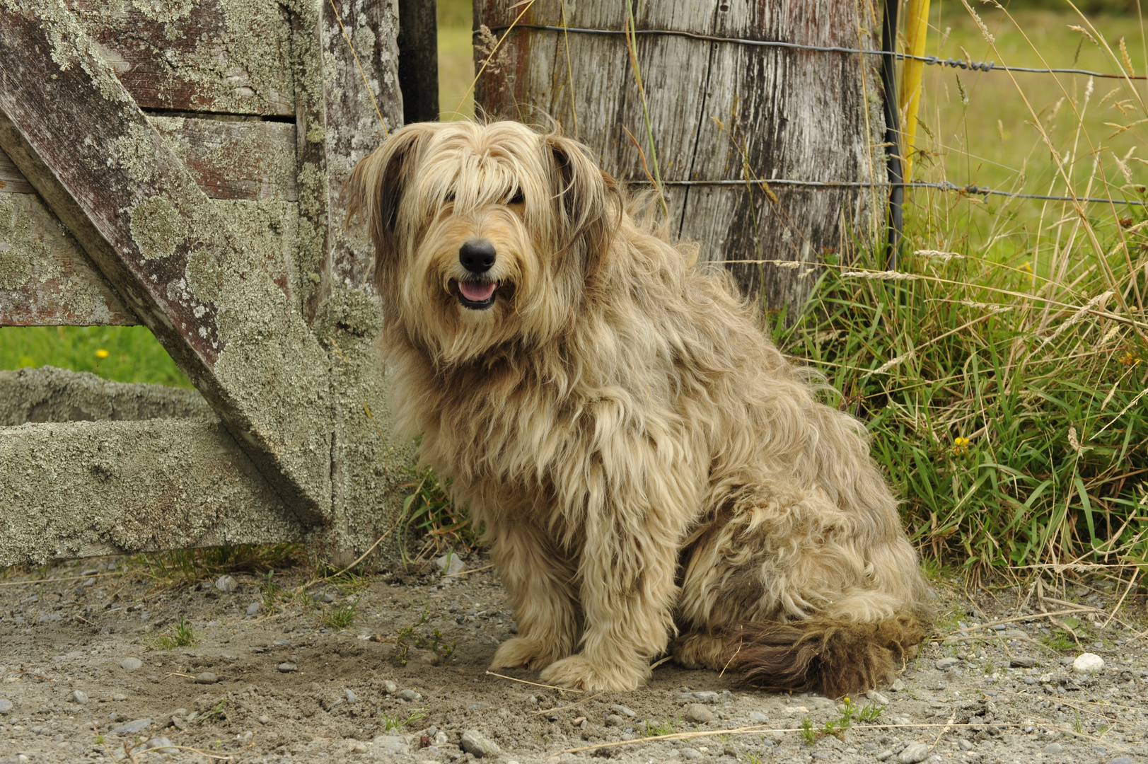 Hund mit Charakter - dog with character