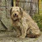 Hund mit Charakter - dog with character