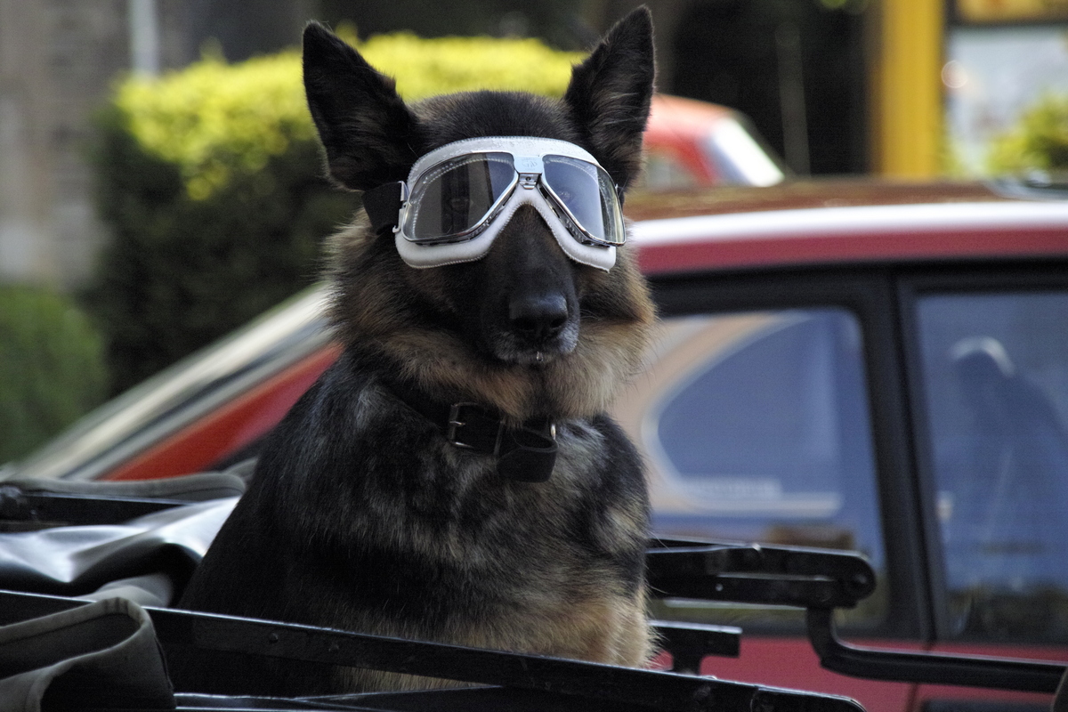 Hund mit Durchblick