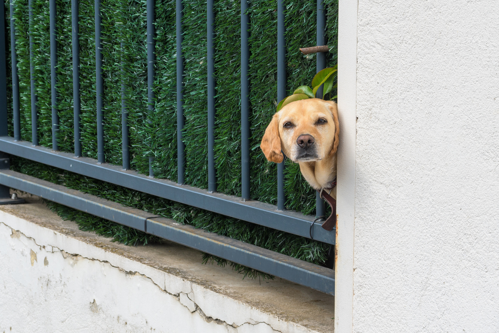 Hund mit Durchblick