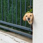 Hund mit Durchblick