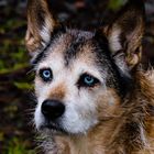 Hund mit einer wunderschönen Augenfarbe