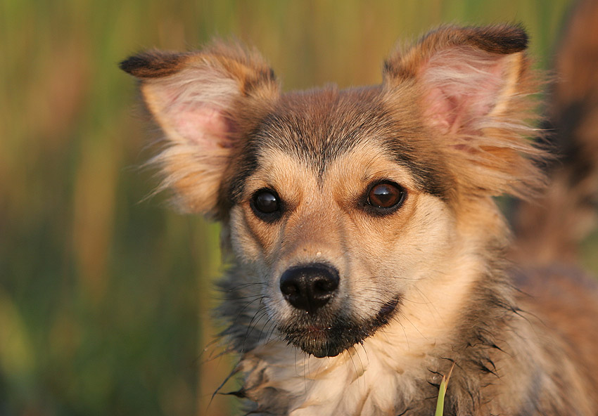 Hund mit Fledermausohren