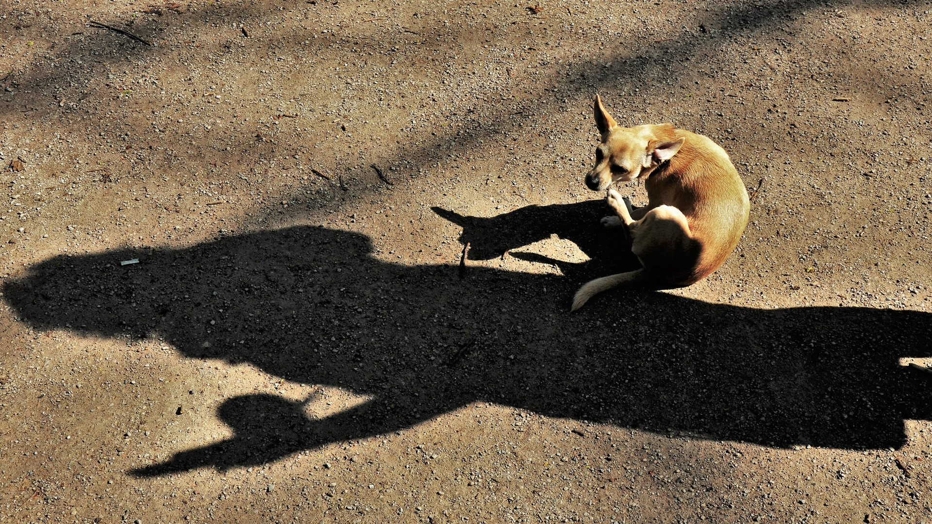 Hund mit Frau