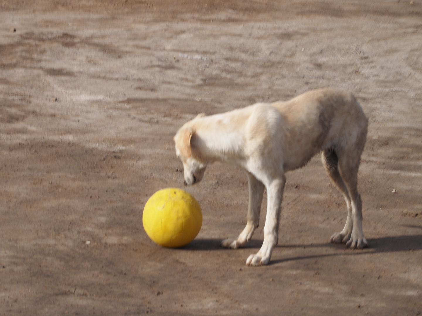 Hund mit gelbem Ball