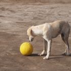 Hund mit gelbem Ball