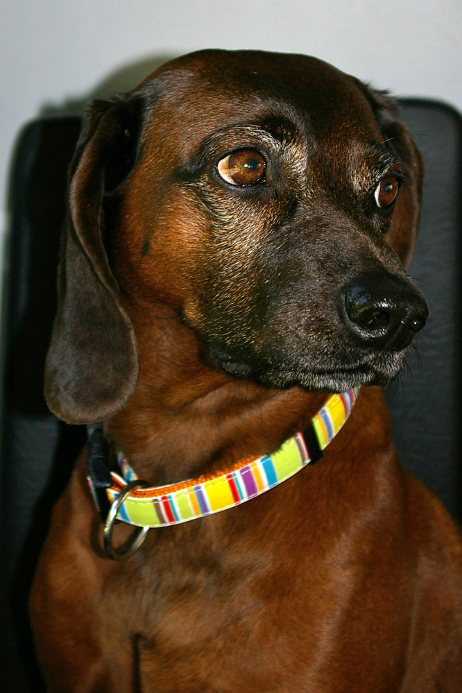 Hund mit Halsband