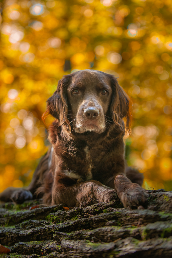 Hund mit herrlichem Herbstbokeh