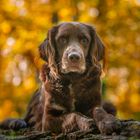 Hund mit herrlichem Herbstbokeh