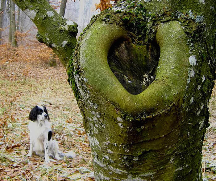 Hund mit Herz