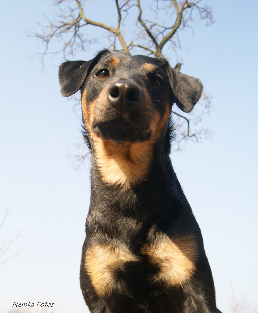 Hund mit Hörnern